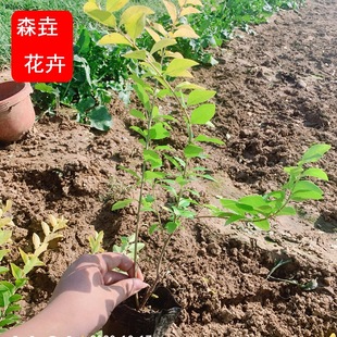 ���l���~Ůؑ�� ɽ�|��ľ�������l������ľ �G������ֲ����~Ůؑ