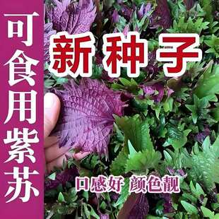 ���K�N�����K�~�K�ӷN�Ӷ�������� Դ�^���� ���l�����F؛