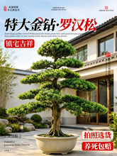 庭院大型罗汉松真树迎客松盆景造型树老桩客厅盆栽绿植室内好养活