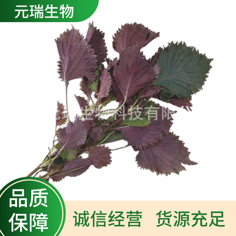 适用于医药行业紫苏叶提取液元瑞生物紫苏叶萃取液供应植物提取液