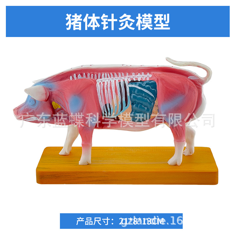 ��è��ţ�������ģ�� ȮѨλ ������� ��ҽ��ѧ�������ģ��