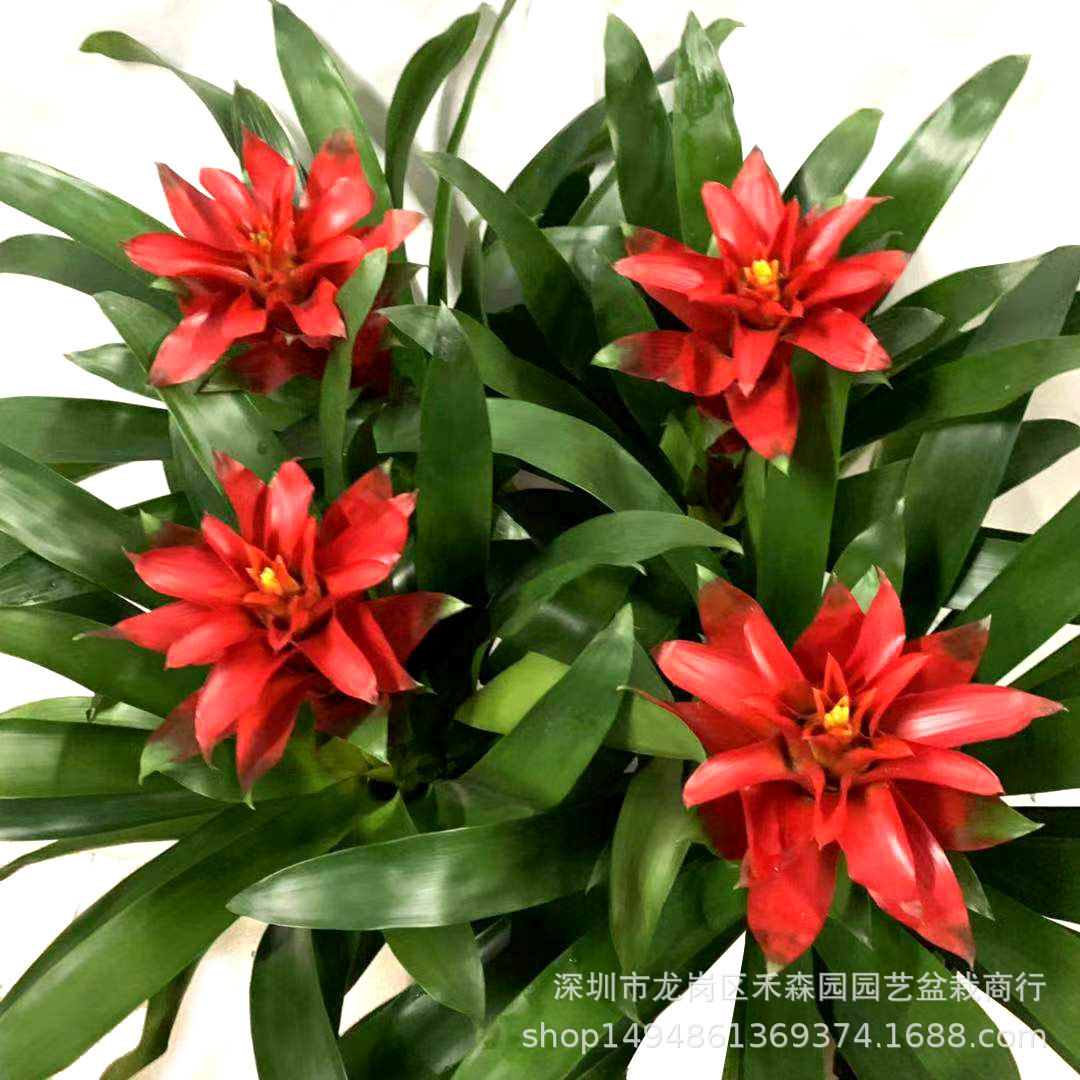清洁用品批发：行业洞察与市场机遇