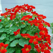 ɏNӻļ_Իֲ҃׻ܺB⻨N