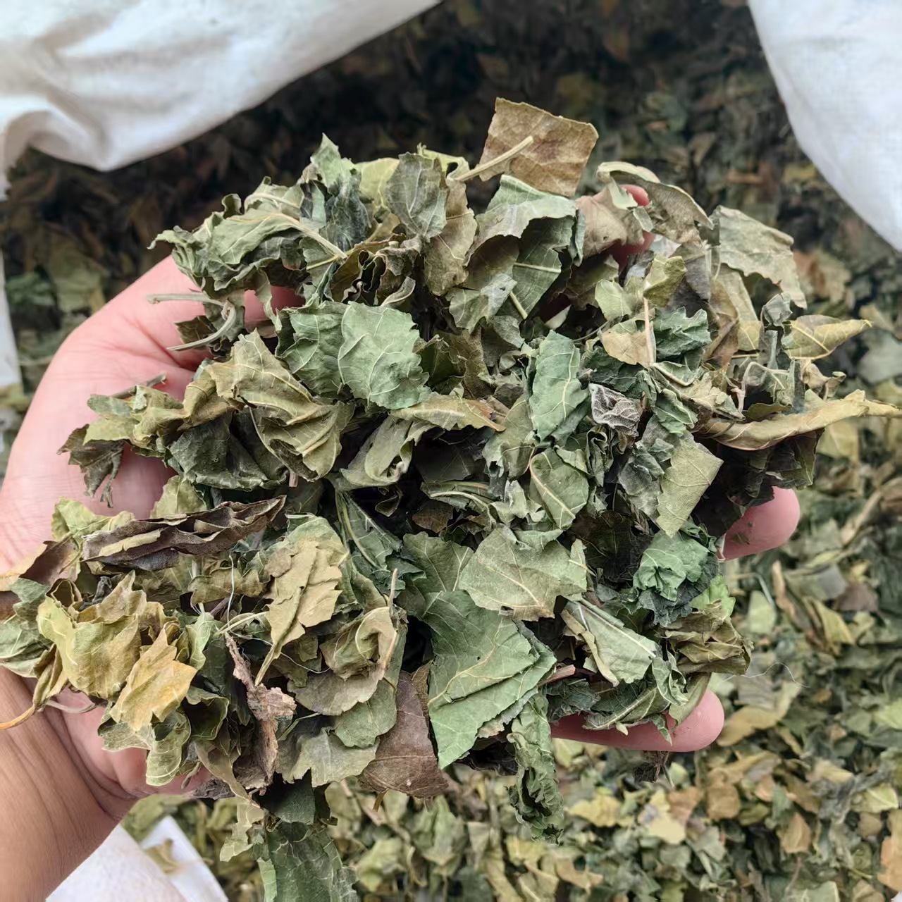 Dried Mulberry Leaves 500g Sang Ye Natural Sun Dried Herbal Tea Leaves key features