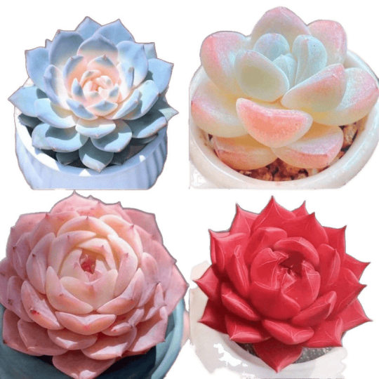 New Succulent Plant Potted Combination Silhouette Pure Love Red Dragonfly Easy to Care for Beginners Cold-Resistant Office Succulent