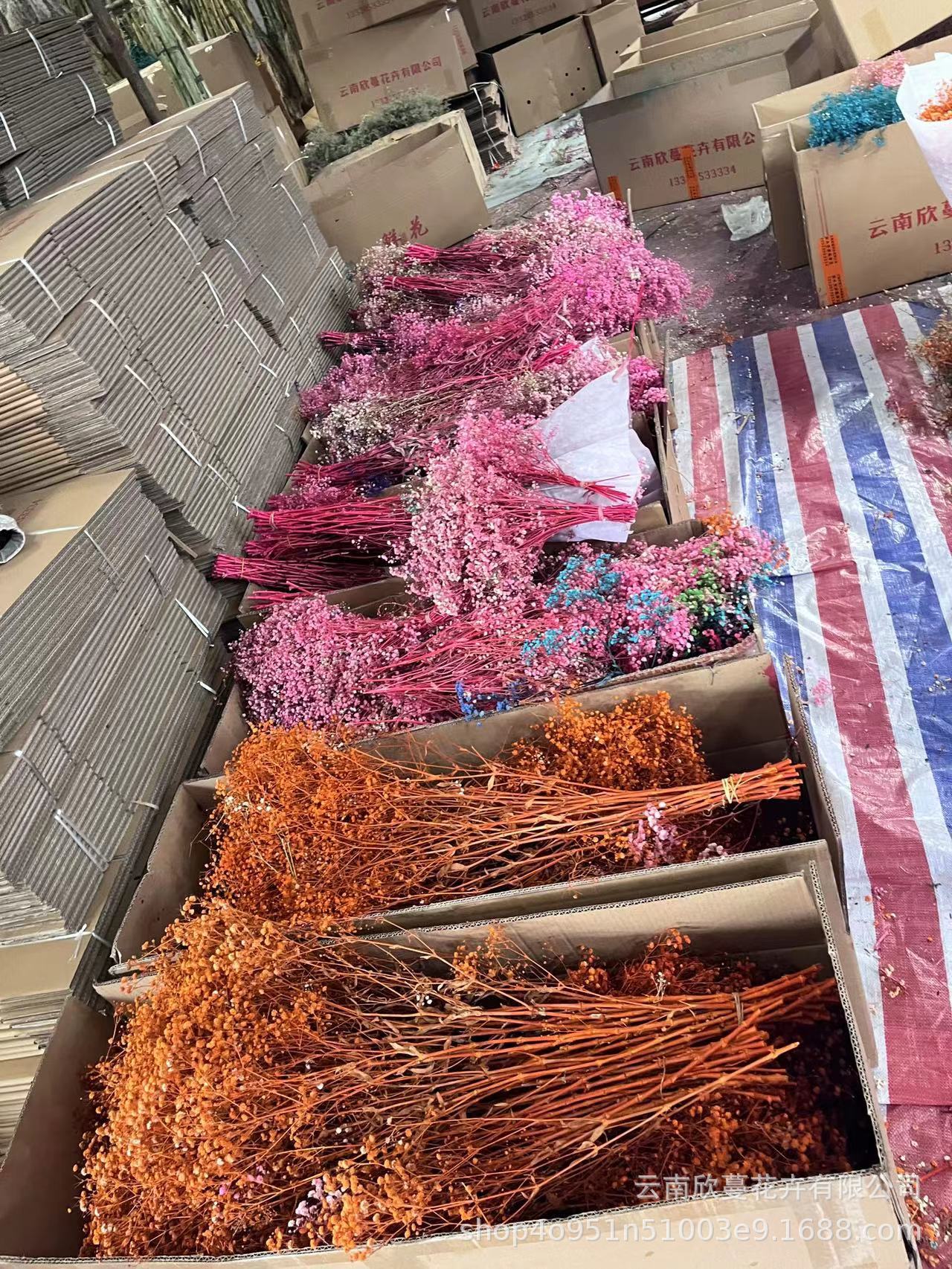 Starry Sky Starry Sky Wholesale Factory Direct Supply Preserved Fresh Flower Dried Flowers Yunnan Dried Flowers Wholesale Real Flowers Dried Flowers