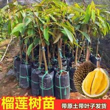 金枕头树苗猫山王黑刺树苗南方北方种植四季盆栽地栽果树苗