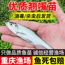 翘嘴鱼苗淡水养殖食用大白条小鱼苗大米级翘嘴红鲌苗活体翘壳鱼苗