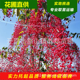 ���Թ������~�lì����lì�G������Ҏ��ȫ�Ɍ��ؿ�؛�|���z��ľ��