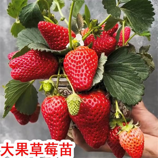 �ļ������󵤖|99��ݮ�����Ծޟo���������Ͳ�ݮ��������ԭ��ԭ��