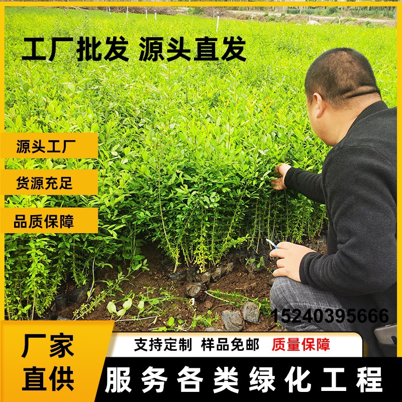 苗圃直供水蜡树苗绿化工程行道树苗水蜡盆景苗绿化小苗耐寒水蜡苗