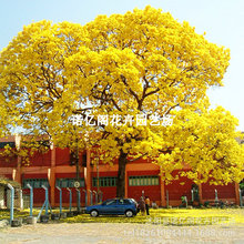 �S���L�ľͥԺ�^���L����G��ֲ�ﻨ����ֱ�l�໨�����TǰͥԺ��