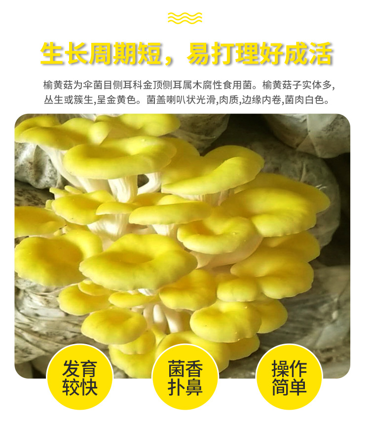 榆黄菇菌种---榆黄菇菌包菌棒6斤_06.jpg