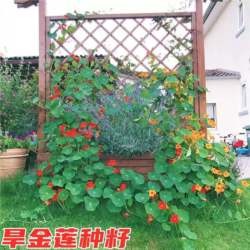 Семена настурции для выращивания в помещении, семена лотоса, всесезонное посевное растение, вьющаяся лиана для двора, балкона, подвесные горшечные цветы.