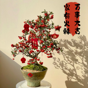 �𼬘����Լ�����辰�M�ütֲ���^���Gֲ�̨���w�_���Y��Сֲ��