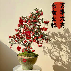 火棘树盆栽吉祥果盆景满堂红植物观果绿植阳台乔迁开花结果小植物