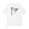 A752【cow】