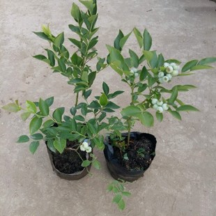 �������l؛���{ݮ���� �̨���Ե����{ݮ���ϱ��� �ļ��Nֲ�{÷