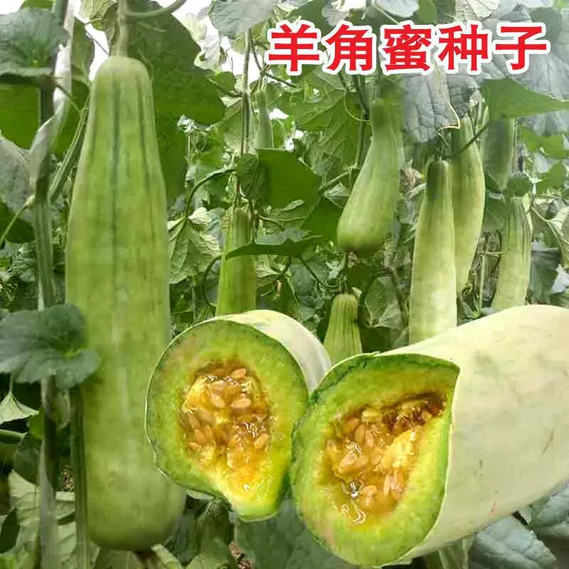 Урожай Хрустящая Дыня Семена дыни Высеянные в четыре сезона Пасторальные Балкон Горшок Тонкой кожи Сладкий Урожай Хрустящий Мед Дыня Рассада