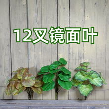 �����R��ݷ���Gֲ����ɭϵ�쾰�����bҾӃ��b[����ˇ���~