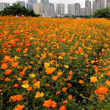 基地批发硫化菊种子花海黄波斯菊花种子四季易种耐贫瘠硫华菊种籽