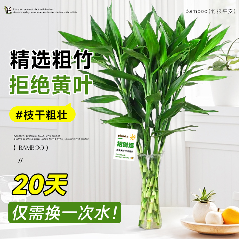 Rich Bamboo Hydroponic Plant for Living Room, Fortune-Attracting Green Plant, Indoor Water Bamboo with Thick Stems and Roots, Fortune-Transfer Bamboo Hydroponic Potted Plant