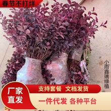 红花继木苗四季红叶植物室外别墅庭院篱笆绿化工程小苗红檵木球桩