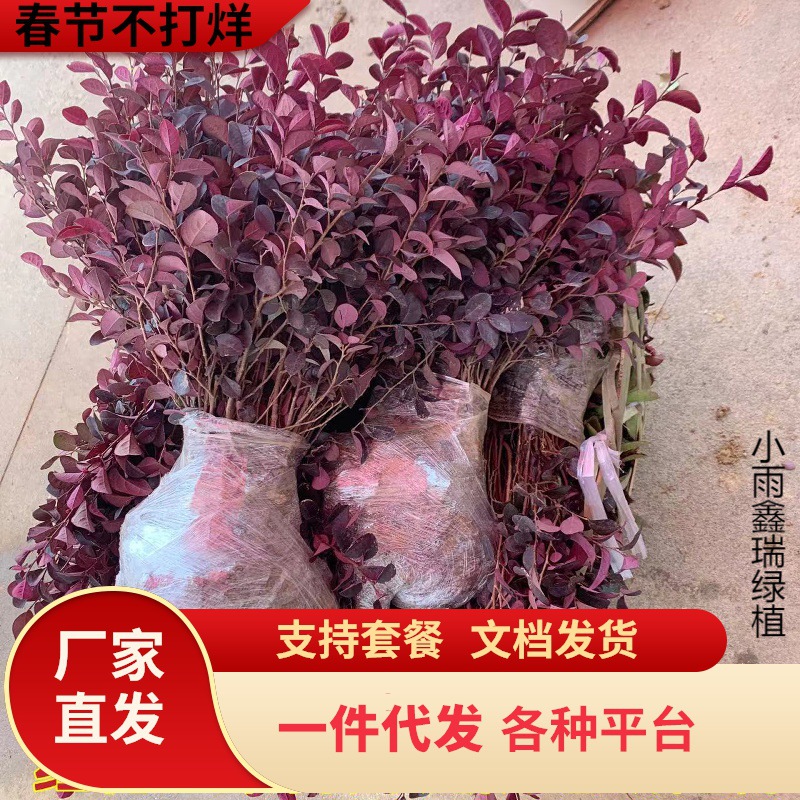 红花继木苗四季红叶植物室外别墅庭院篱笆绿化工程小苗红檵木球桩