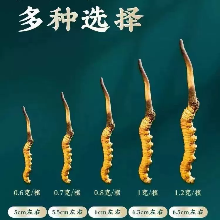 2025 Fresh Cordyceps sinensis genuine Cordyceps sinensis Kacha Nagqu, Tibet High Altitude Fresh Cordyceps tonic