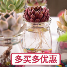 多肉植物水培组合盆栽水养肉肉植物懒人好养易活水培养套餐