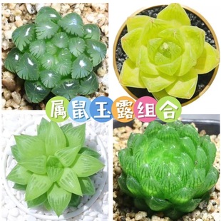 u¶ֲMʮ¶ֲԱ¶҃ȑ