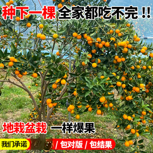 �ڰ����۽�ۘ�����ļ��V����Ƥ��ʳ�ù������Ә������̨ˮ����