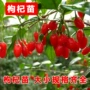 宁夏红齐全基地枸杞树苗