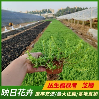 丛生福禄考盆栽双色盆芝樱双色盆花海绿化红色粉色紫色多年生花卉