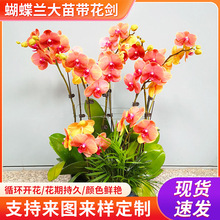 �����m���玧���������������m�������҃ȿ͏d�Gֲ�ļ��_����ֲ��