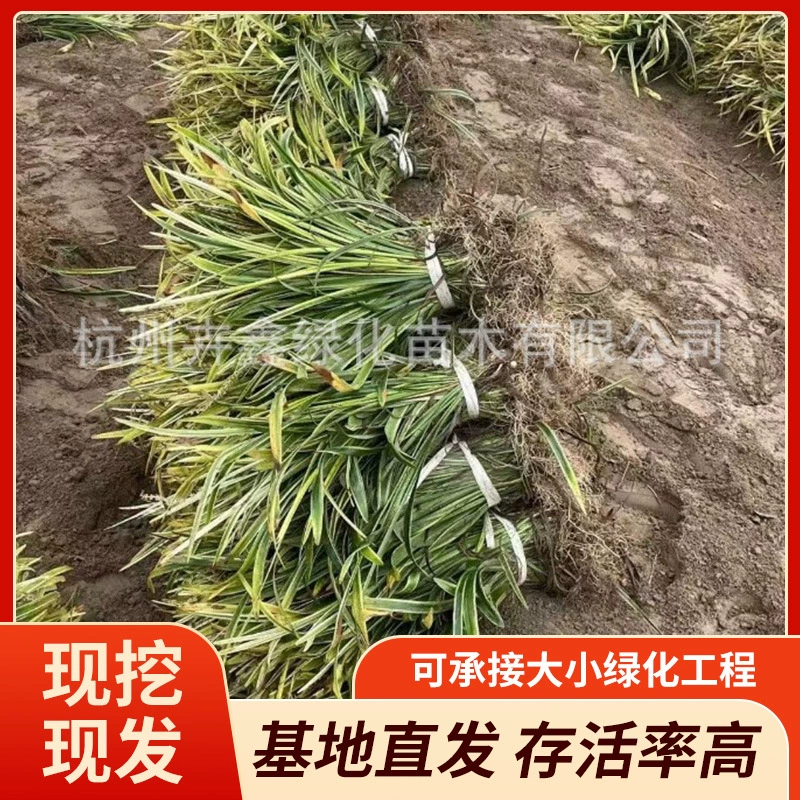 В наличии оphiopogon japonicus с золотыми краями, оphiopogon japonicus с серебряными краями, овсяная трава, оphiopogon japonicus, мха с золотыми краями, большие объемы доступны для оптовой продажи.