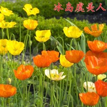 冰岛虞美人花种籽子冬季耐寒花种室外庭院种植混色虞美人种子批发