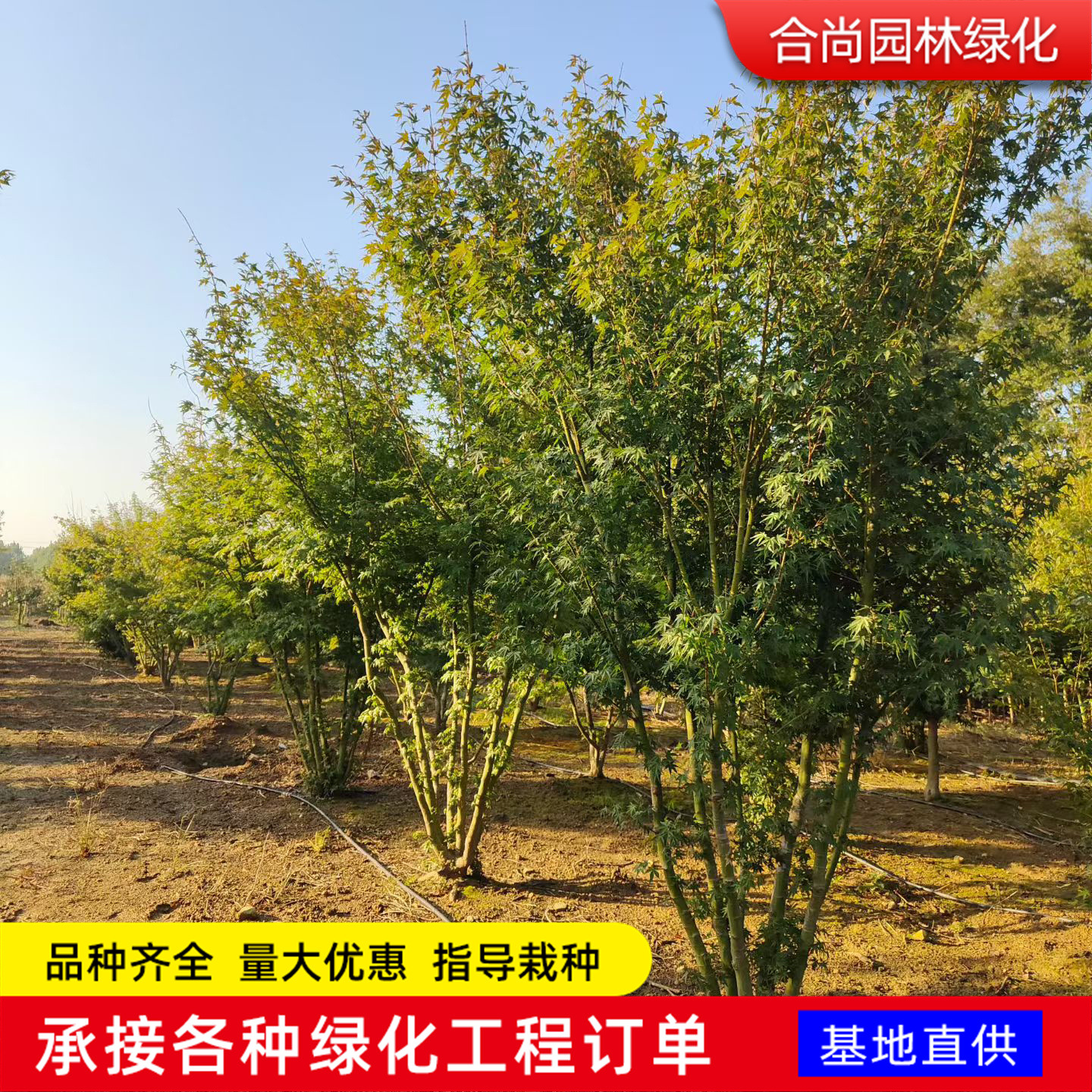 丛生鸡爪槭树苗飘逸造型庭院绿化造景鸡爪槭彩叶树种斜飘造型枫树