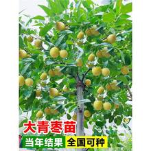 Դ󶬗޽ӻϱͥԺԷNֲļY