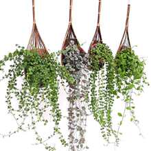 ���m�ڒ�Ғ��҃ȴ���ֲ����f�Ĵ��X�ِ�֮����߅���G�}������