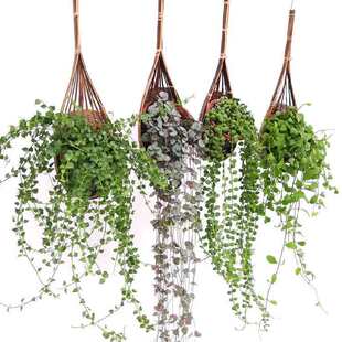 ���m�ڒ�Ғ��҃ȴ���ֲ����f�Ĵ��X�ِ�֮����߅���G�}������