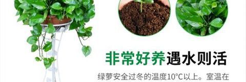 详情图