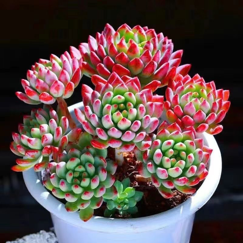 인기 블루애플 오래된 더미는 7개부터 시작됩니다. (화분이 있는 플라스틱 화분은 배송이 용이합니다.)