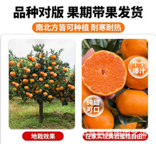 特早熟蜜桔果树苗由良无籽蜜桔苗新品种庭院种植当年结果橘子树苗