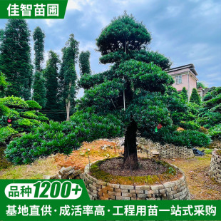 ���ϴ������� �F؛��Ҏ�������_�h�Ɉ@�־G���L����؏�15cm ���l