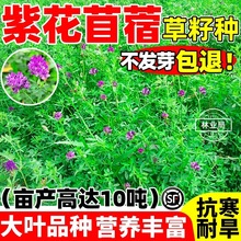 ϻޣѷNļNιţuZ~ߵ׶ݷN