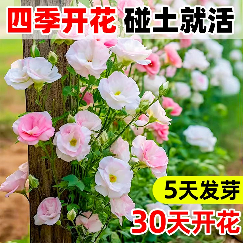 Импортированные семена цветов лизиантуса с двойными цветками смешанных цветов для всесезонного посадки, легко выращиваемые цветочные семена для использования в помещении и на открытом воздухе.