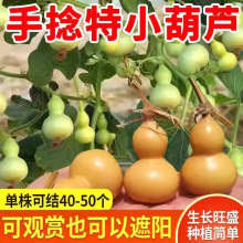 JNְˌJLJ̨@JNСJСN