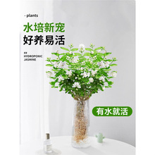 ����ˮ��ֲ�����Դ������칫����������������ʻ���ֲˮ������