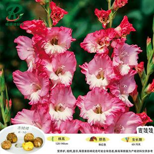 New Product - 5 Bulbs of Gladiolus and Calla Lily Imported from the Netherlands for Indoor Courtyard and Four-Season Potted Plants